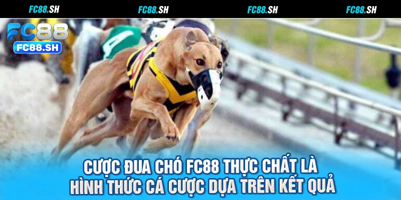 Cược đua chó FC88 thực chất là hình thức cá cược dựa trên kết quả